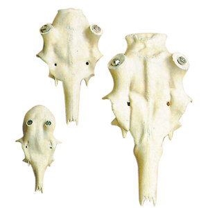 Crâne de cerf artificiel